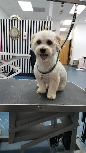 Dog Grooming De La Pet Salon & Skin Care Roseville