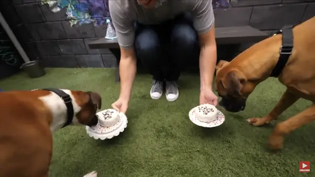 Pet boarding service The Dog Bakery - Fresh Baked Treats, Dog Birthday Cakes & Healthy Food Los Angeles