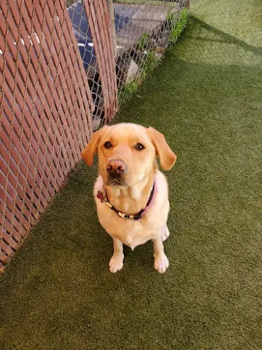 Dog breeder Rock Creek Kennels Hillsboro