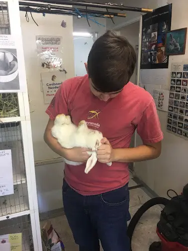 Rescue & Shelter Rabbit Rescue Inc Downey