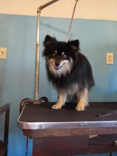 Pet boarding service Doggie Hut Bowzer's Boutique Vancouver