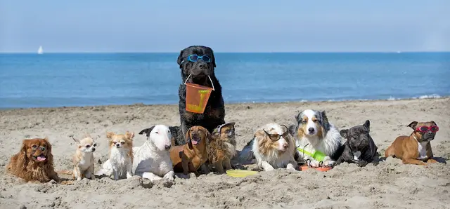 Dog trainer Pawsitive Pup Dog Training Thousand Oaks