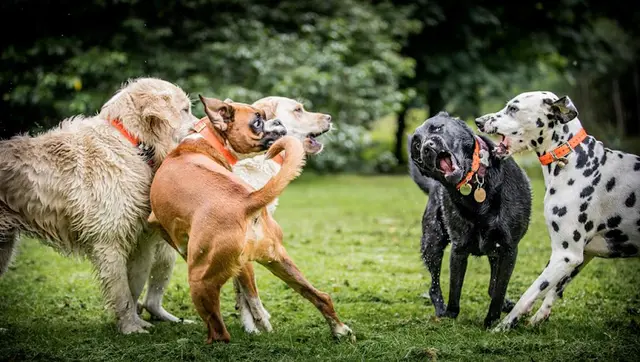 Dog day care center Safe Journey Dog Boarding Portland