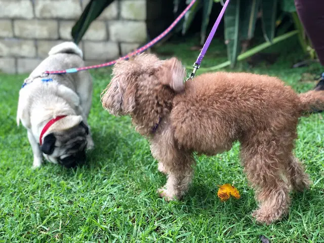 Dog breeder Puparazzi Los Angeles