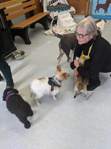 Pet boarding service Muttville San Francisco
