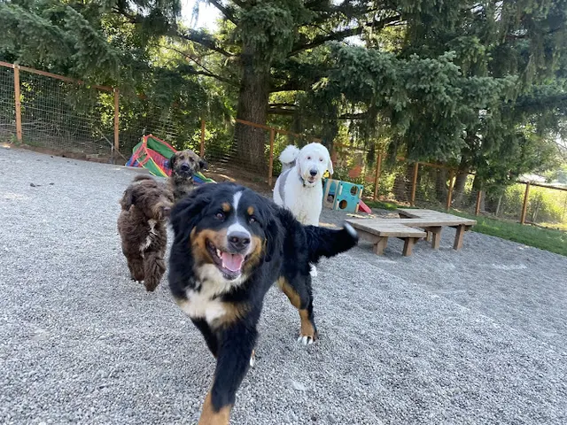 Dog trainer Sage Canines Beaverton