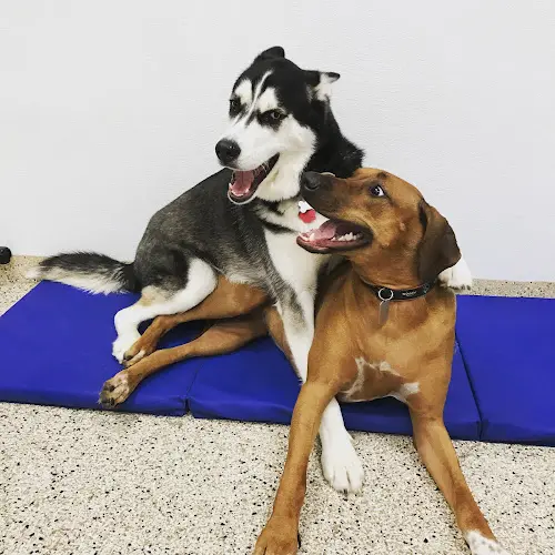 Dog day care center Dr. Dave's Doggy Daycare & Grooming Santa Clara