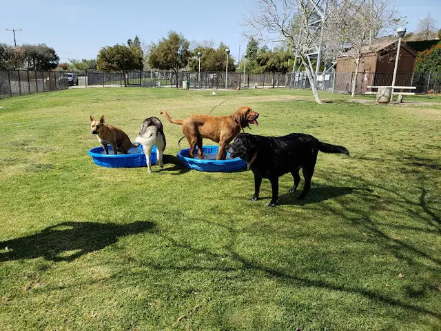 Dog walker Pat Merritt Dog Park Riverside