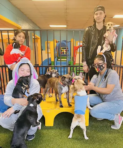 Dog trainer South Park Doggie - Playland (DTLA) Los Angeles
