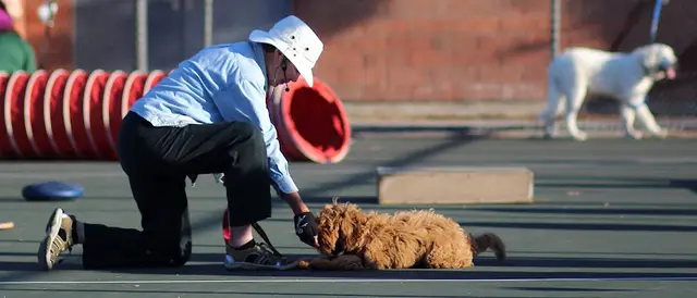 Dog trainer Lomita Obedience Training Club Norwalk