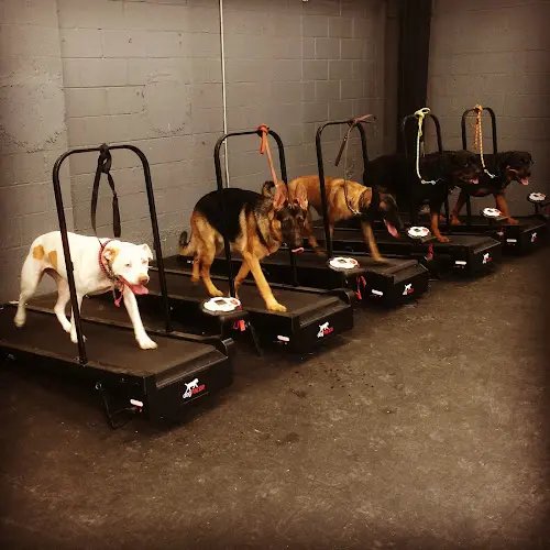 Dog day care center PacwestK9 Tacoma