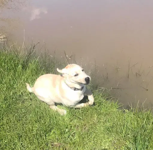 Dog breeder Sundowners Kennels San Leandro