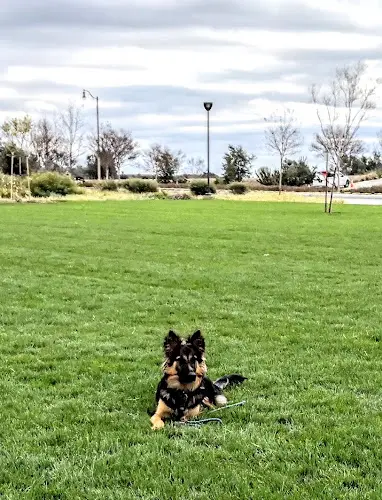 Dog Park Pavilion Park Irvine