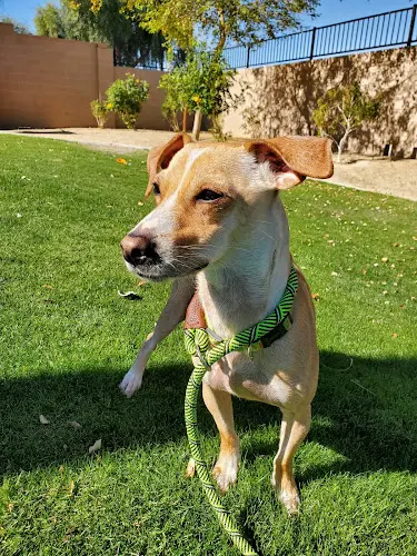 Rescue & Shelter California Paws Rescue Indio