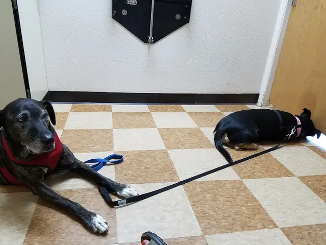 Pet vet Rio Linda Veterinary Clinic Sacramento