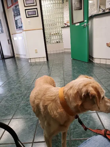 Pet vet St. Louis Veterinary Clinic Richmond