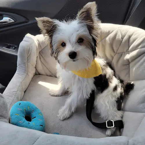 Dog Grooming Pawsitively Perfect Grooming Salon El Cajon