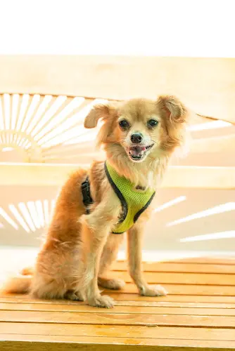 Dog breeder Lange Foundation - *BY APPOINTMENT ONLY* Los Angeles