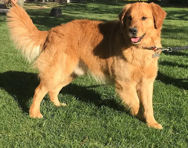 Dog breeder Golden Retriever Buddies Victorville