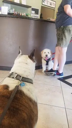 Pet vet East Valley Pet Hospital San Bernardino