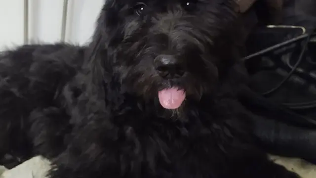 Dog breeder Riverside Goldendoodle Puppies Everett