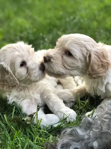 Dog breeder Golden Xpress Labradoodles Gresham