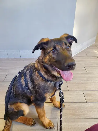 Dog day care center Animal & Bird Clinic of Mission Viejo Mission Viejo