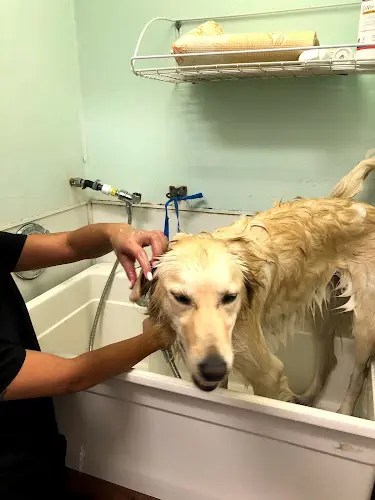 Pet boarding service Rancho Bernardo Pet Hospital San Diego