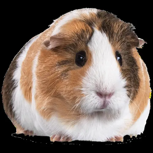 Dog breeder International Aquarium San Leandro