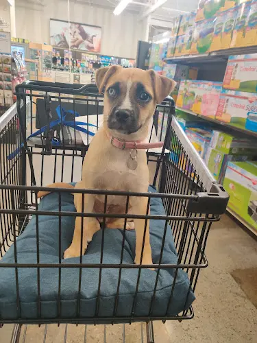 Dog breeder Petco Glendale