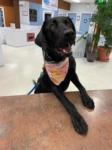 Pet vet Pet Care Naturally Redding