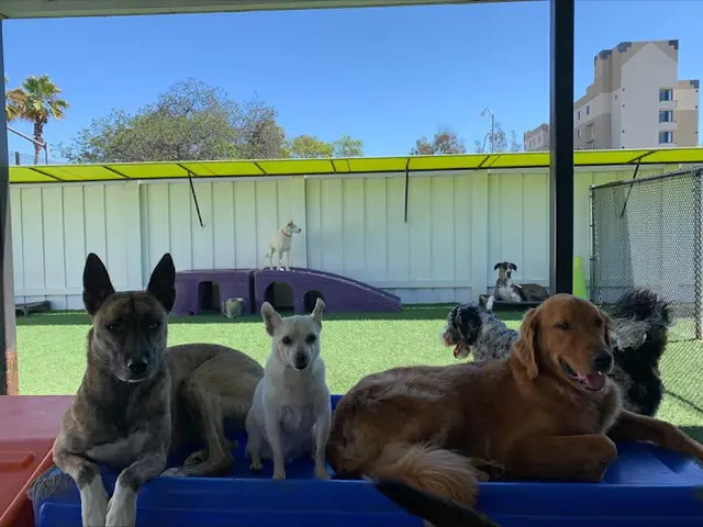 Dog day care center Paw Commons Pet Resort El Cajon