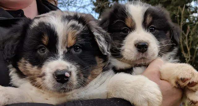 Dog breeder Kicking Up Dust Aussies Salem