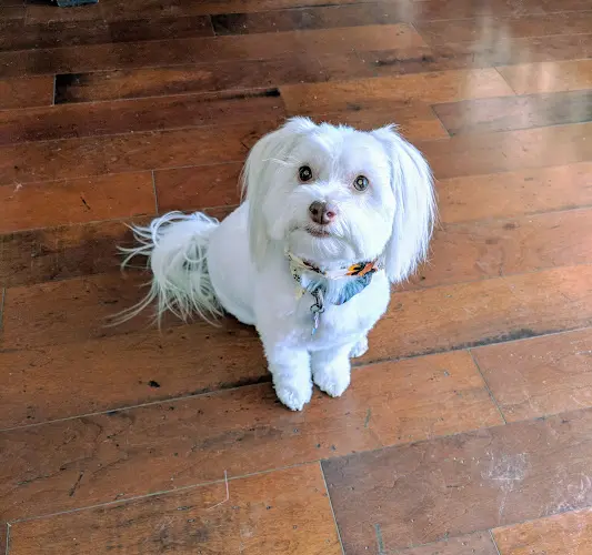 Dog Grooming Ladera Ranch Grooming & Pet Spa Mission Viejo