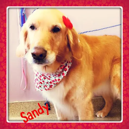 Dog Grooming Nails to Tails Mobile Grooming Spokane Valley