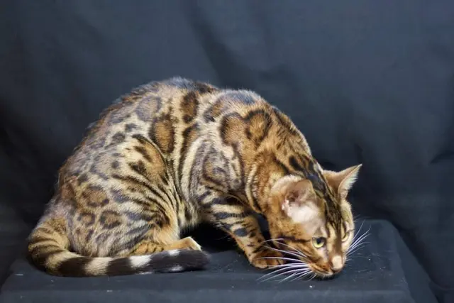 Rescue & Shelter Extraordinary Bengals San Marcos