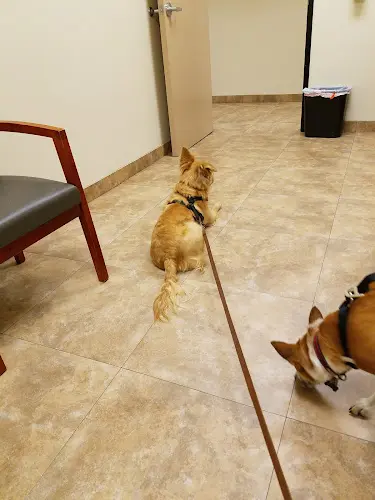 Pet vet BluePearl Pet Hospital Orange