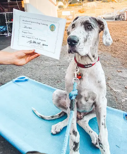 Dog day care center Kindred Spirits Dog Training Vista