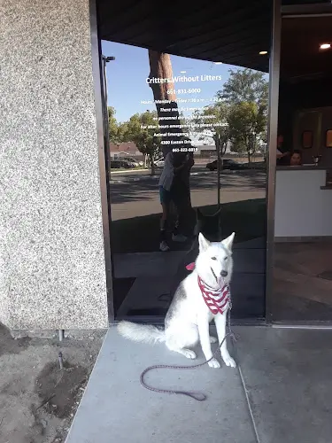 Dog day care center Critters Without Litters Bakersfield