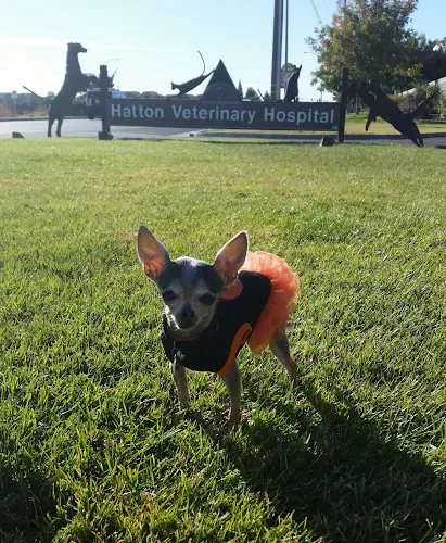 Pet vet Hatton Veterinary Hospital Sacramento