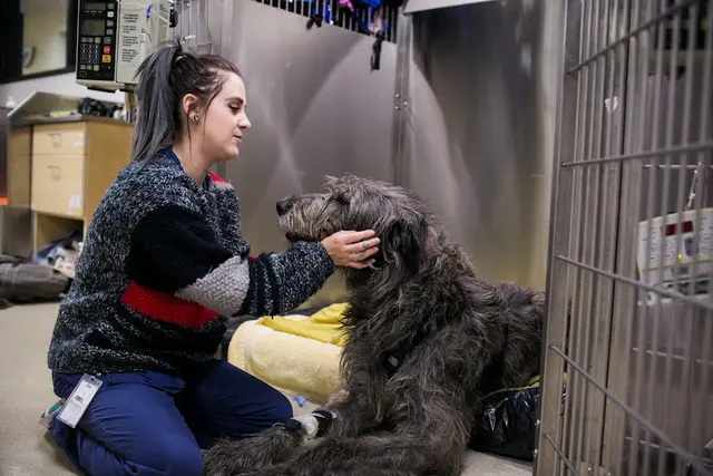 Pet boarding service DoveLewis Veterinary Emergency & Specialty Hospital Portland