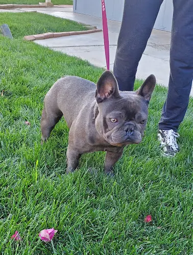 Pet vet Dirk Butchko Pro Vet Riverside