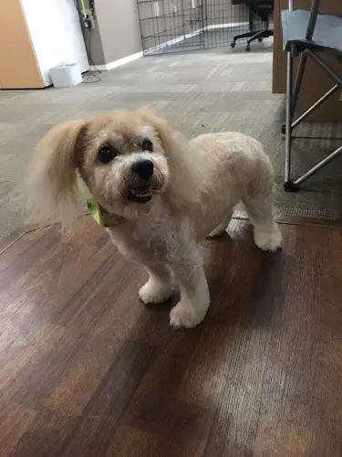 Dog Grooming Wags and Tails Pet Grooming Yakima