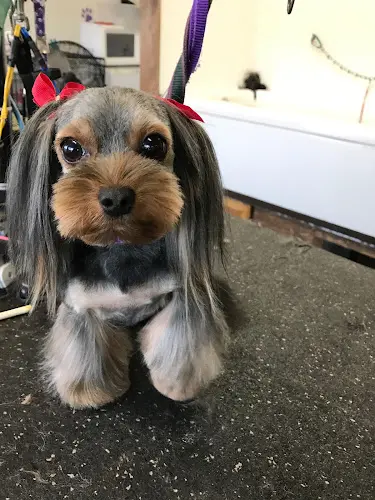 Dog Grooming Gaston Grooming Hillsboro