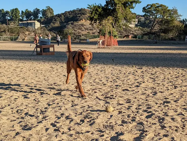 Dog Park Laurel Canyon Dog Park Inglewood