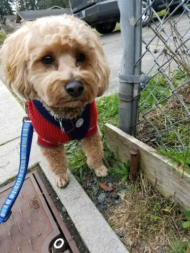 Dog breeder Nanny Dolittle LLC Everett