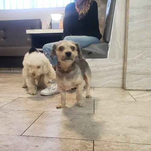 Pet vet Alameda Animal Hospital Carson