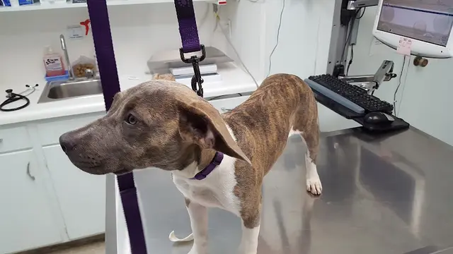 Pet vet Cedar Veterinary Hospital Fresno