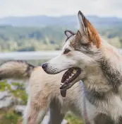 Dog breeder Animal Daycare & Boarding LLC Anchorage