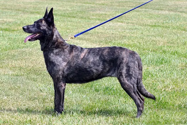 Dog trainer Yodhak9 kennel - workingline german shepherd, malinois puppies/dogs Elk Grove